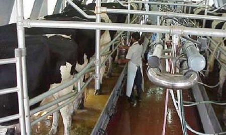 vacas-tambo