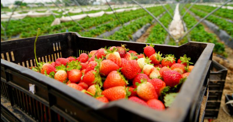 Brecha de precios en productos agropecuarios: bajó 4,9% en octubre